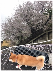 まつお