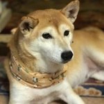 まつお