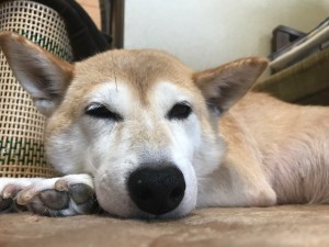 松尾