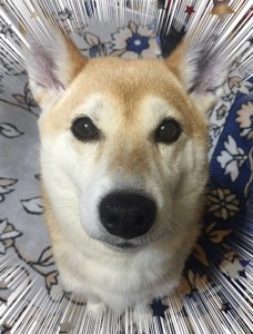 linecamera_shareimage