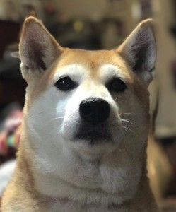 matuo