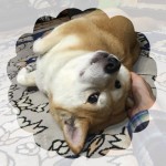 まあつお