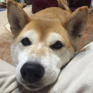 まつお