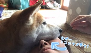 まつお