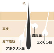 ワキの汗とニオイの関係を説明する画像。毛・真皮・皮下脂肪・アポクリン腺・皮脂腺・エクリン腺が皮膚のどの深さ・位置にあるのかがわかる。